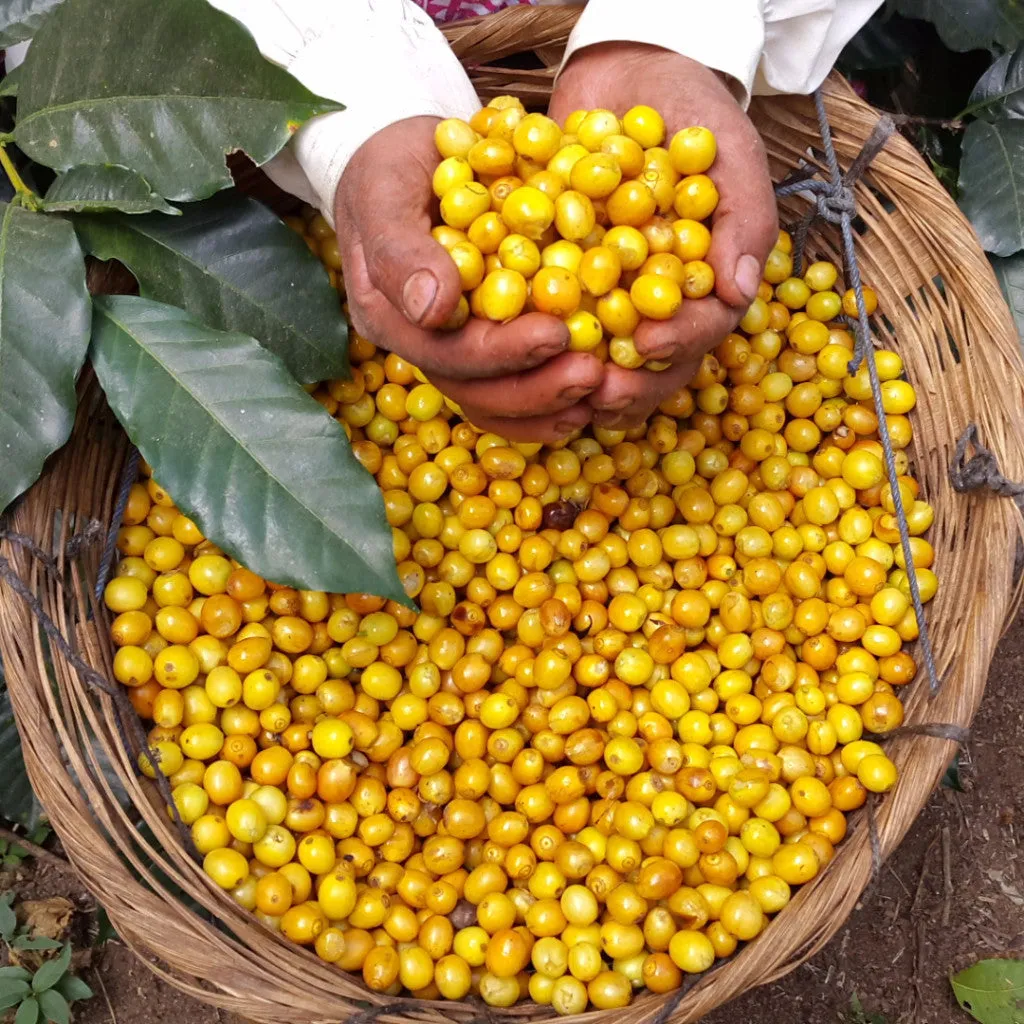 La Pastora White Honey, Tarrazú